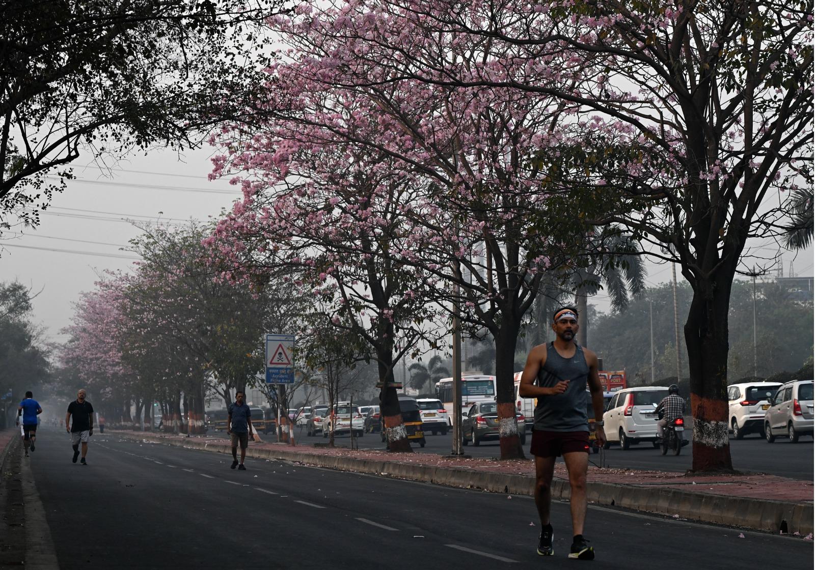 The widespread pink canopy of these trees has become an iconic feature of Mumbai’s landscape during the winter and early spring months. Mumbai’s citizens have increasingly embraced the beauty of the Tabebuia rosea, with many associating the bloom period with the arrival of the city’s own cherry blossom season.