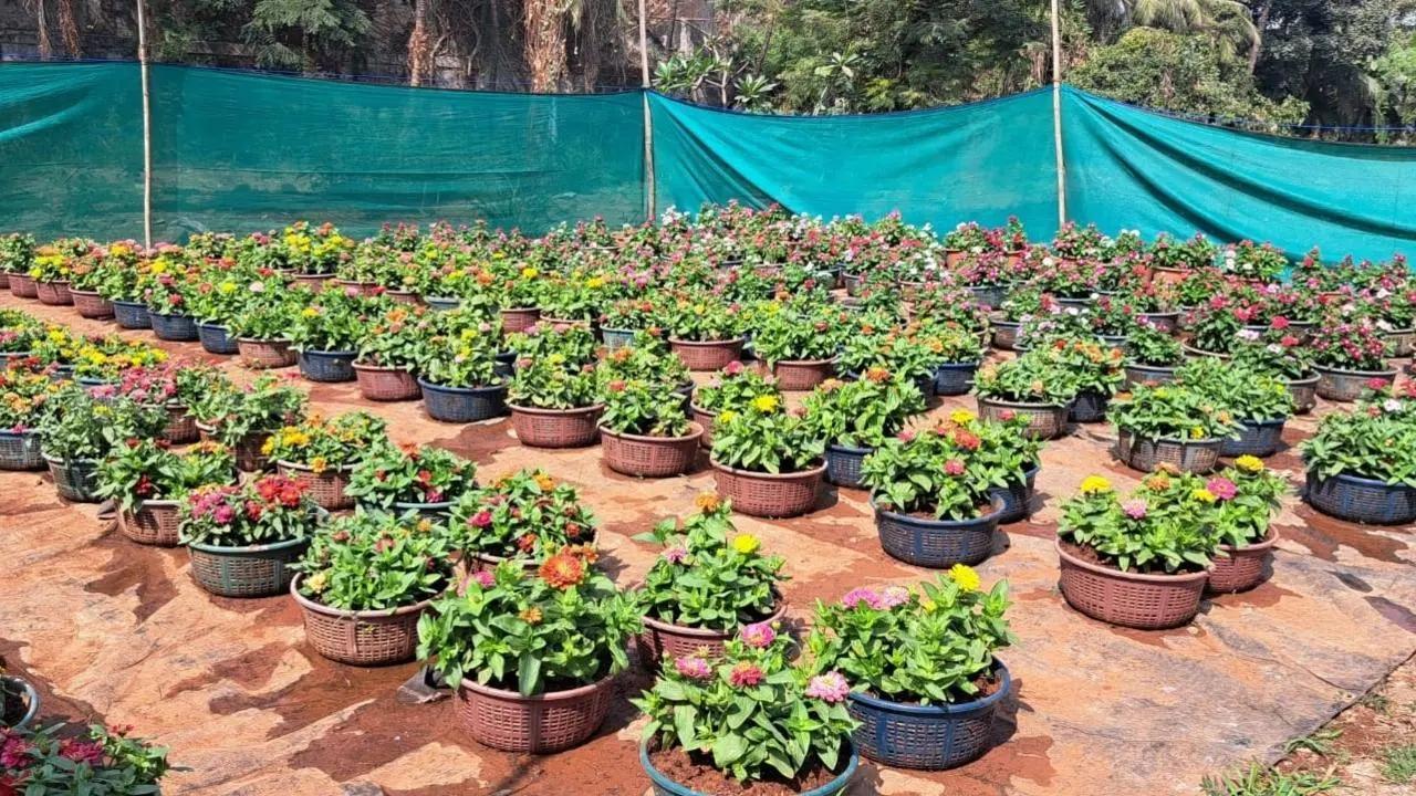National Symbols to be displayed at Mumbai Flower Festival, says BMC