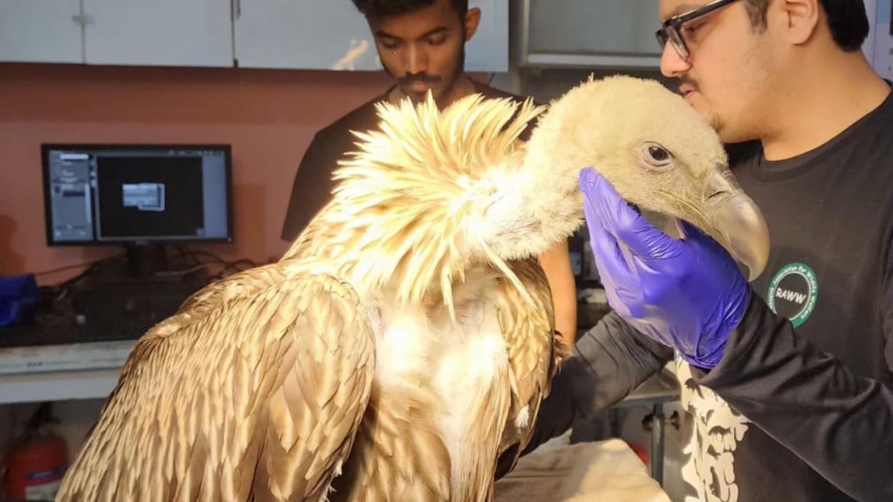 Himalayan Griffon Vulture rescued from village in Maharashtra's Uran