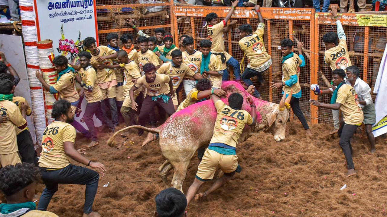 Jallikattu begins in Tamil Nadu's Madurai with 1,100 bulls, 900 tamers in fray