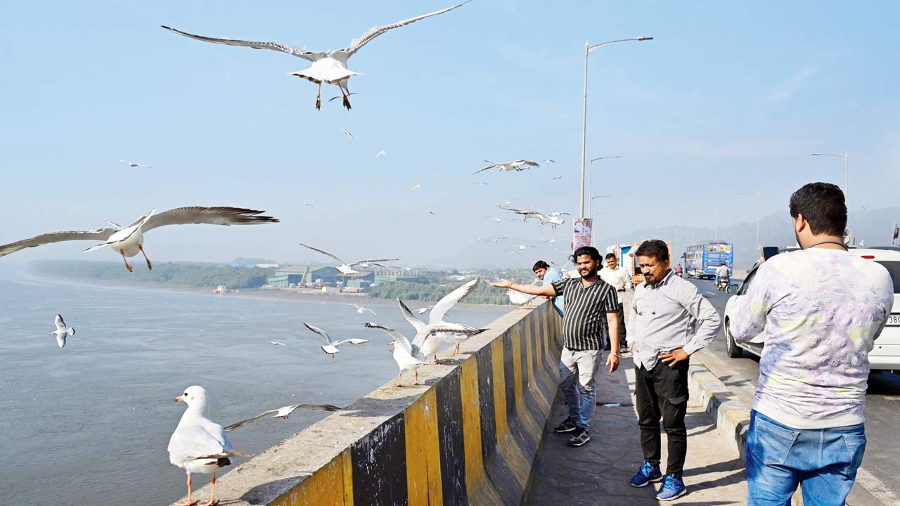 People are seen feeding seagulls on the Varsova bridge over Vasai creek on Monday. Pic/Anurag Ahire