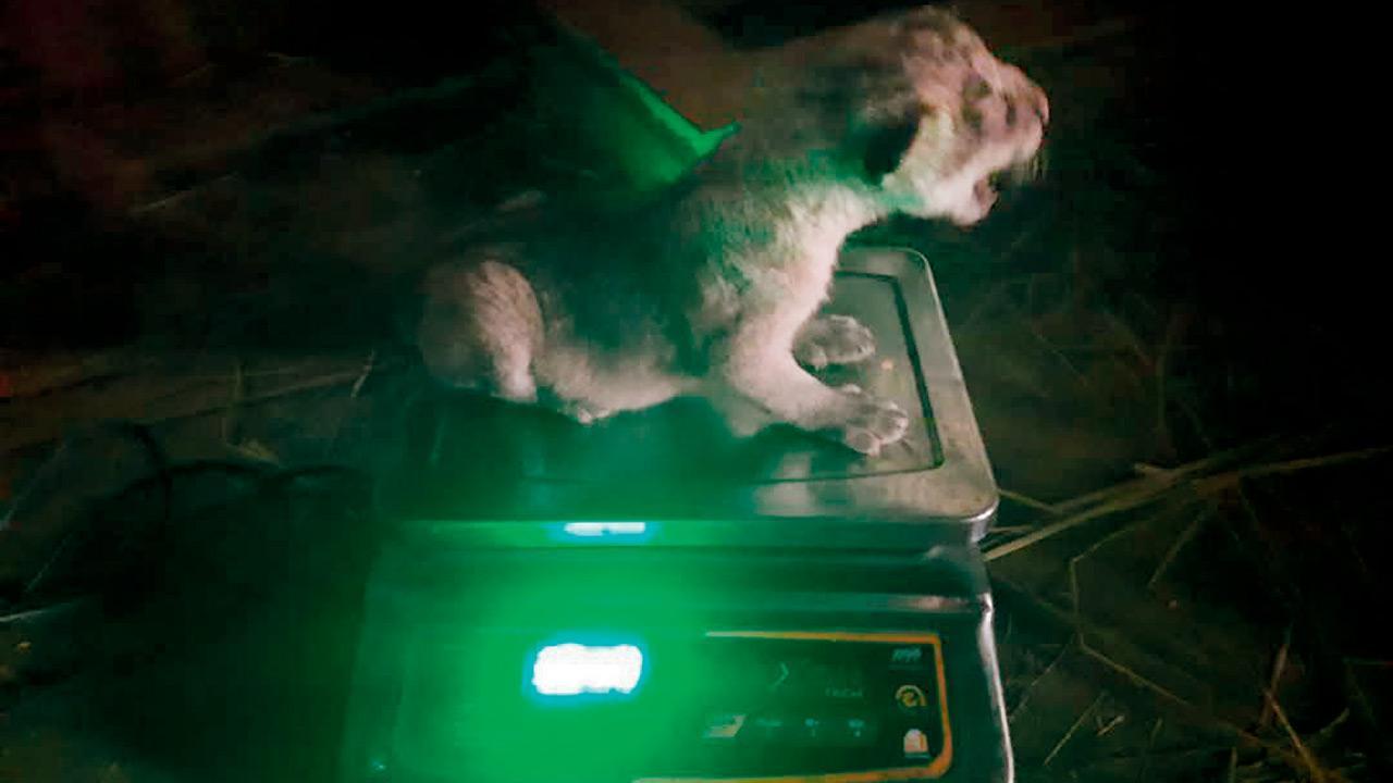 Sole lioness delivers cub on SGNP’s 56th foundation day