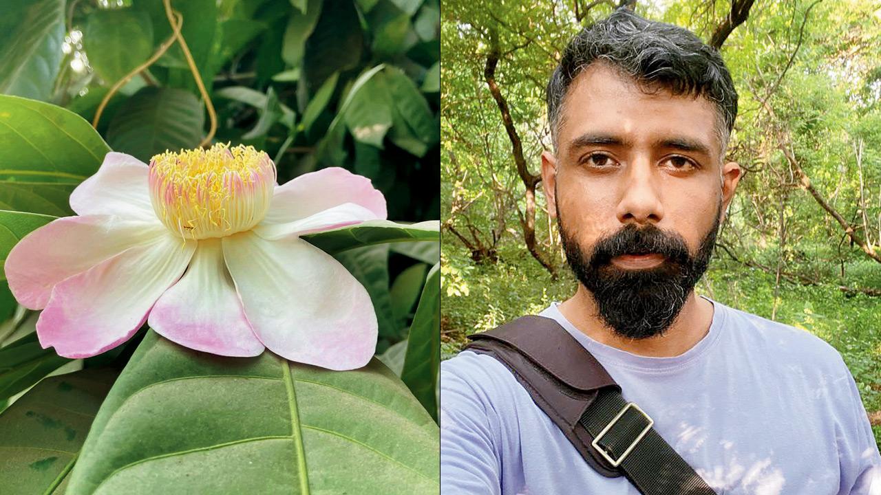 A view of the Majestic Heaven Lotus in full bloom (right) Abhishek Khan