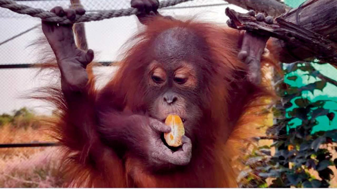 Rescued orangutan set for return to Indonesia, its natural home