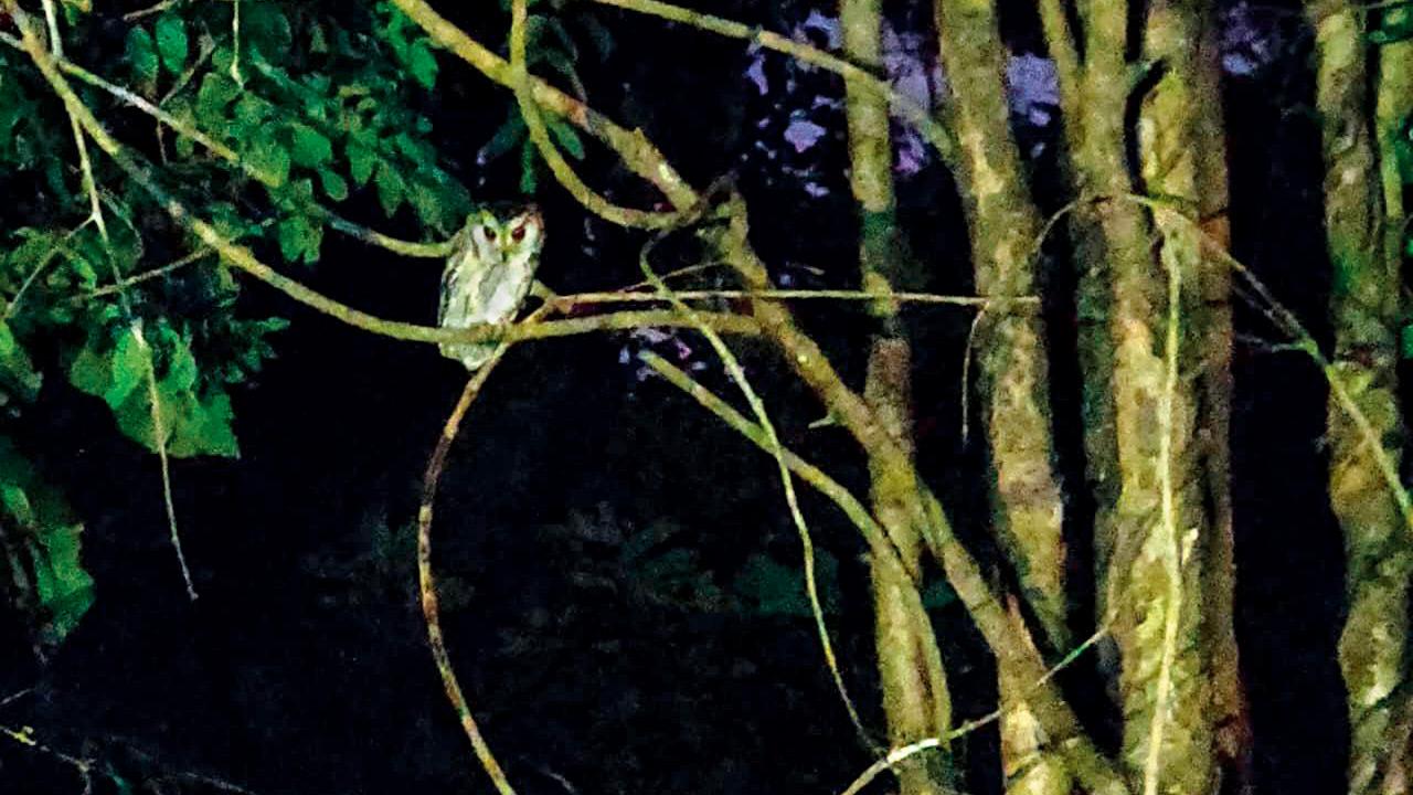 An owl spotted at a night trail at BNHS in March 2024