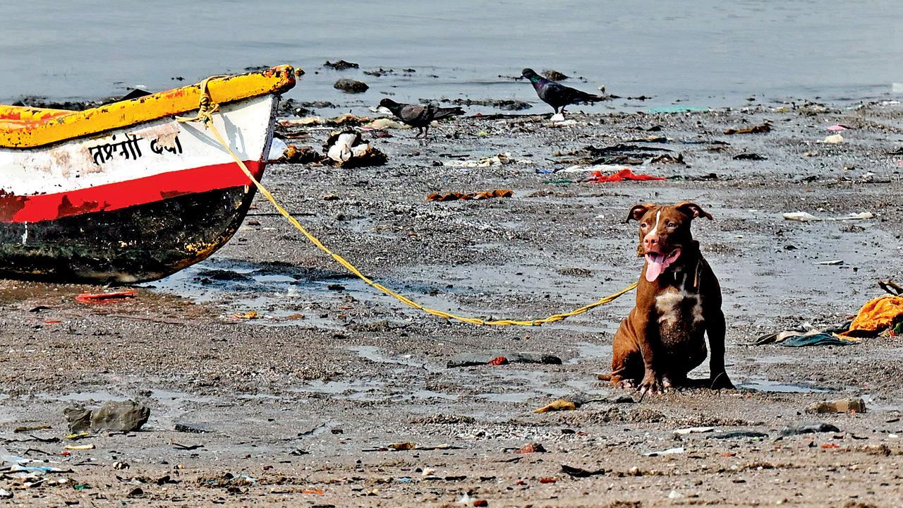 The pit bull, which was briefly tied to a boat at Mahim beach, following the attack. Pics/Satej Shinde