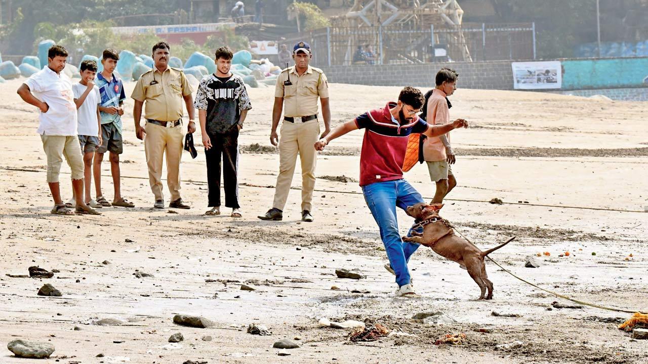 Pitbull dog at Mahim beach: Activists say abandoning pet animals is not only illegal, but dangerous too