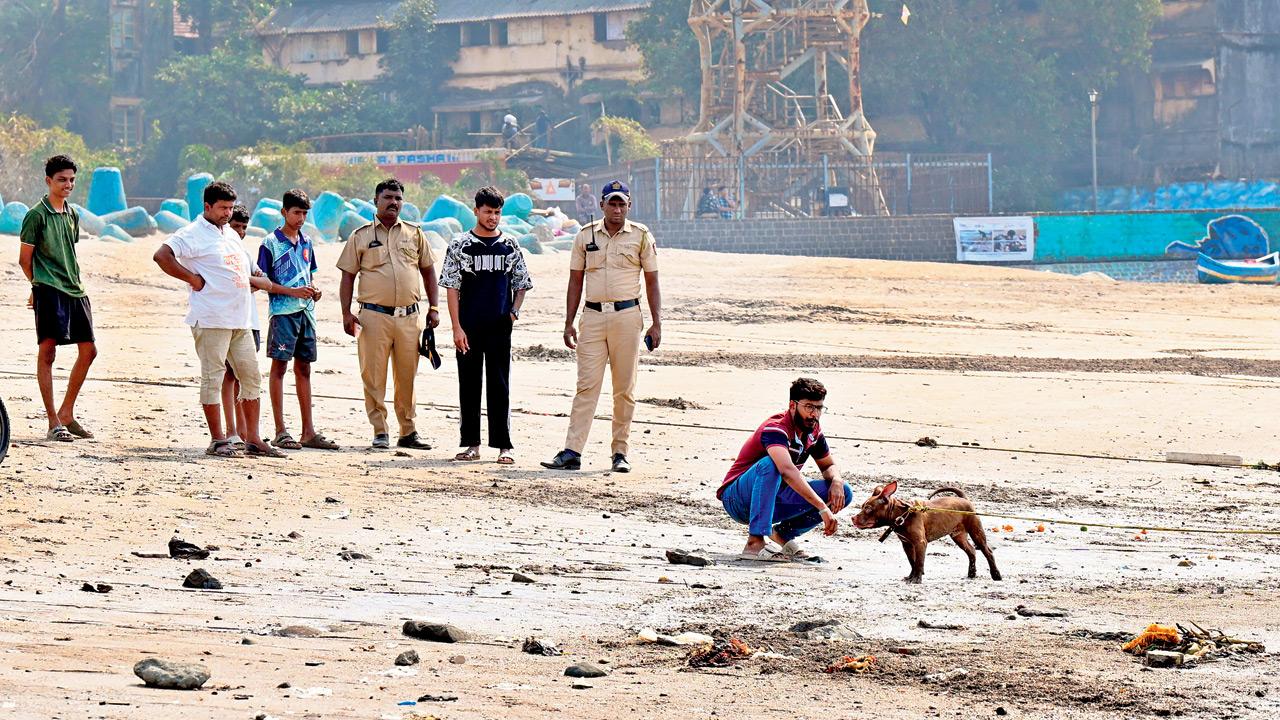 Pit Bull at Mahim beach. Pics/Satej Shinde