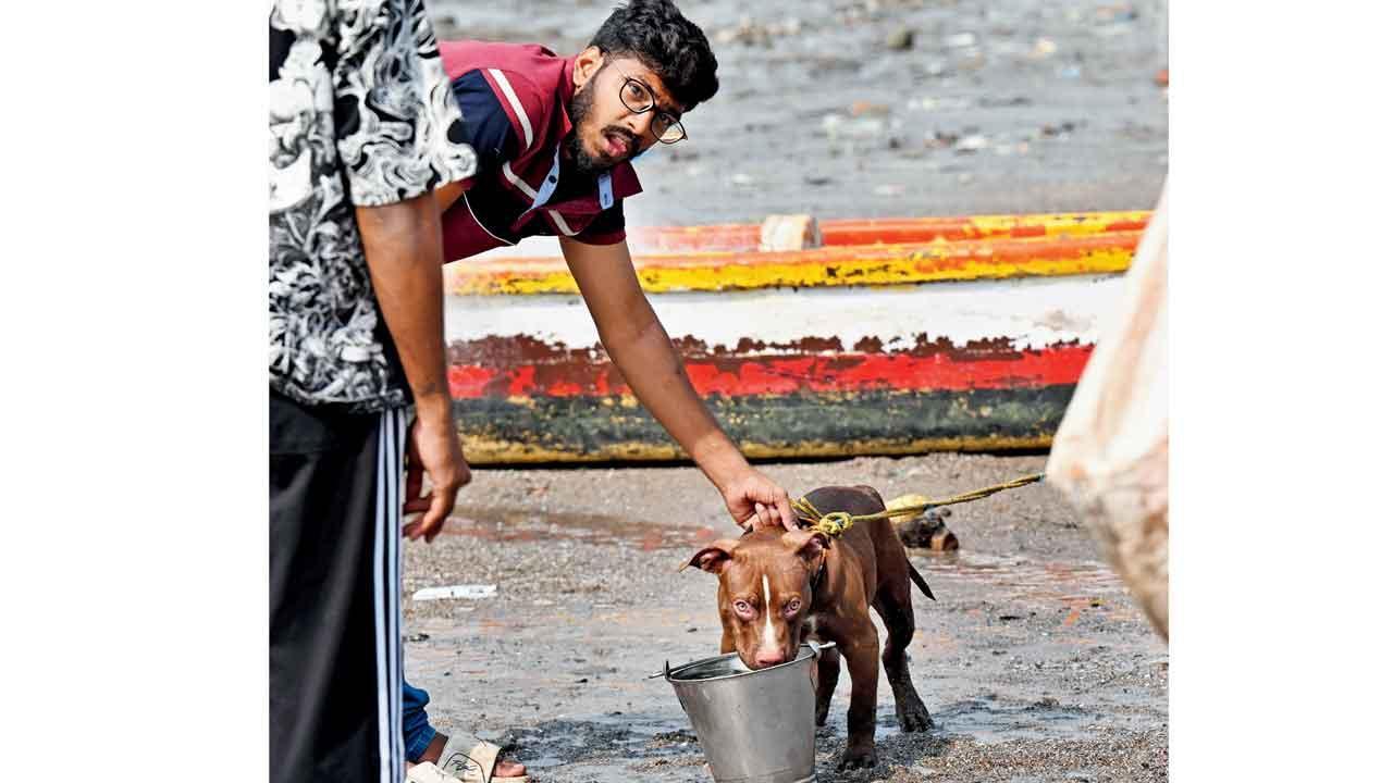 Mahim beach dog attack: Rescuer says the pit bull was under trauma