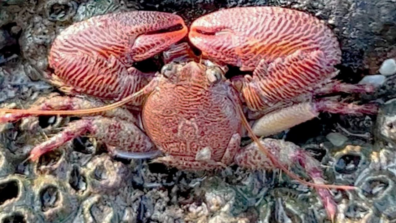 Porcelain crab or Petrolisthes