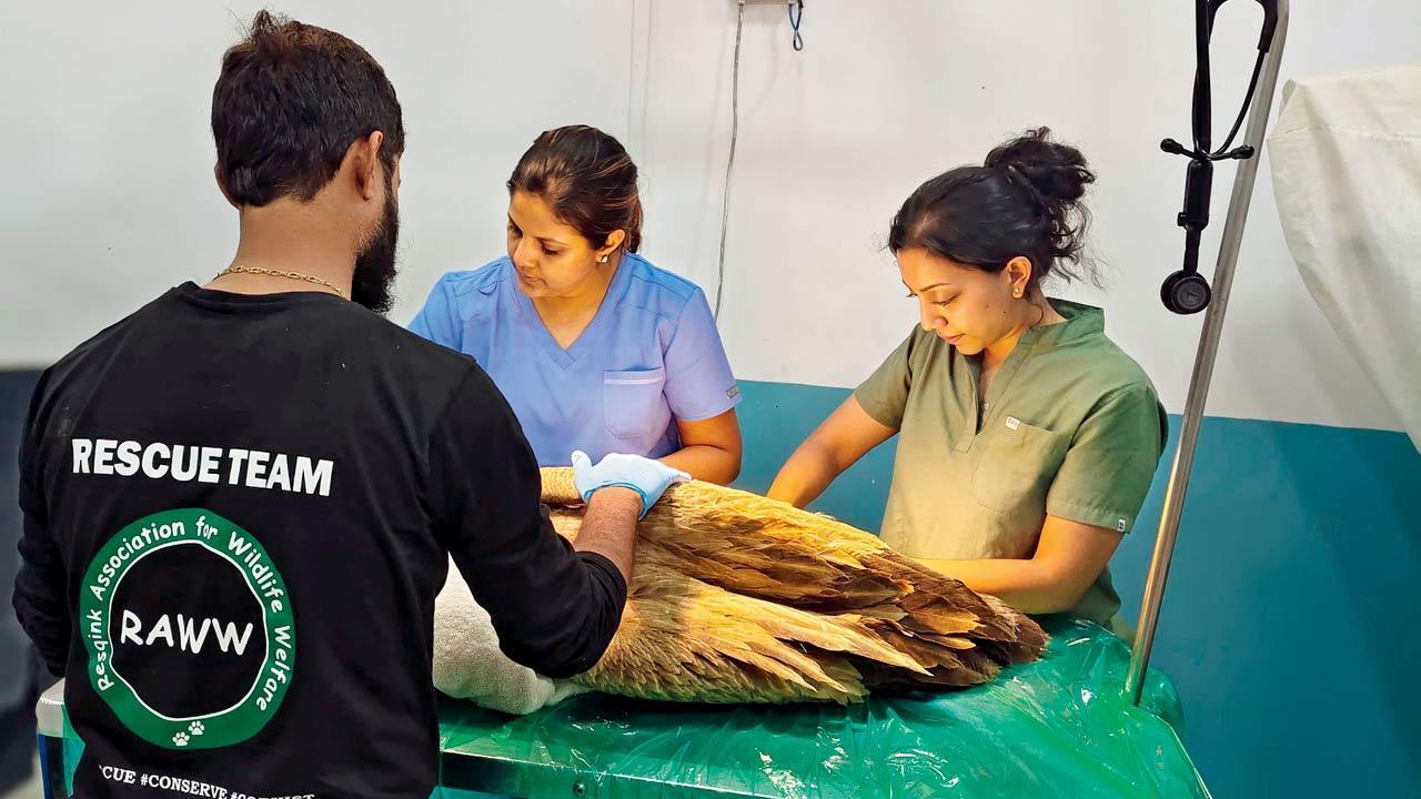 Eurasian Griffon Vulture rescued and rehabilitated in Mumbai after 15 days of treatment