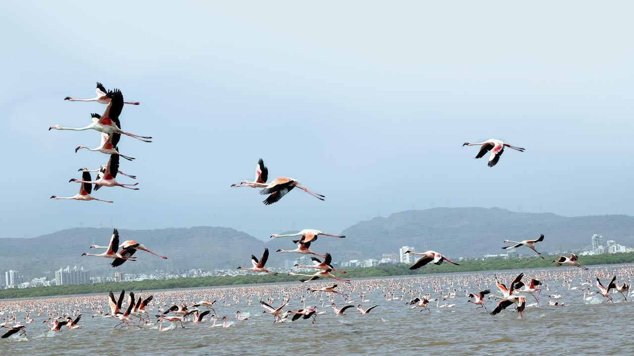 World Wetlands Day: Explore Mumbai's unique wetlands while getting away from the chaos