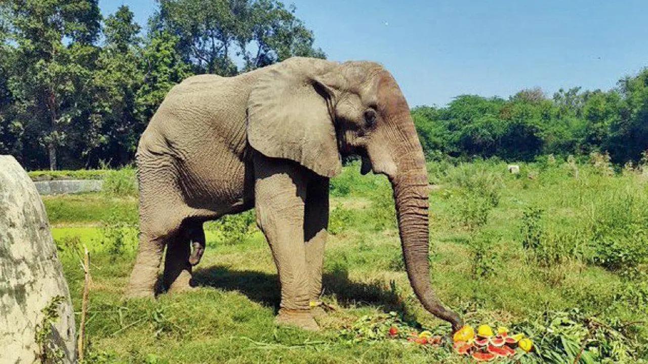 Elephant falls into a private well in Kerala; locals hinder rescue work