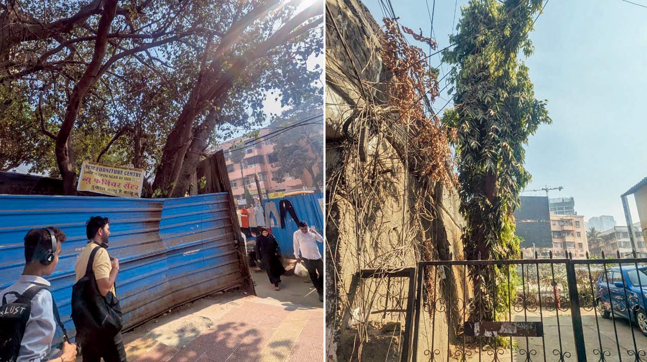 Trees that need to be removed. Pics/Rajendra B. Aklekar