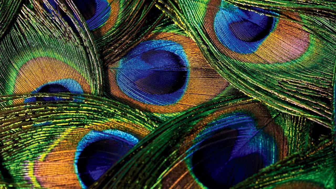 Shiny feathers digitally recreated with science
