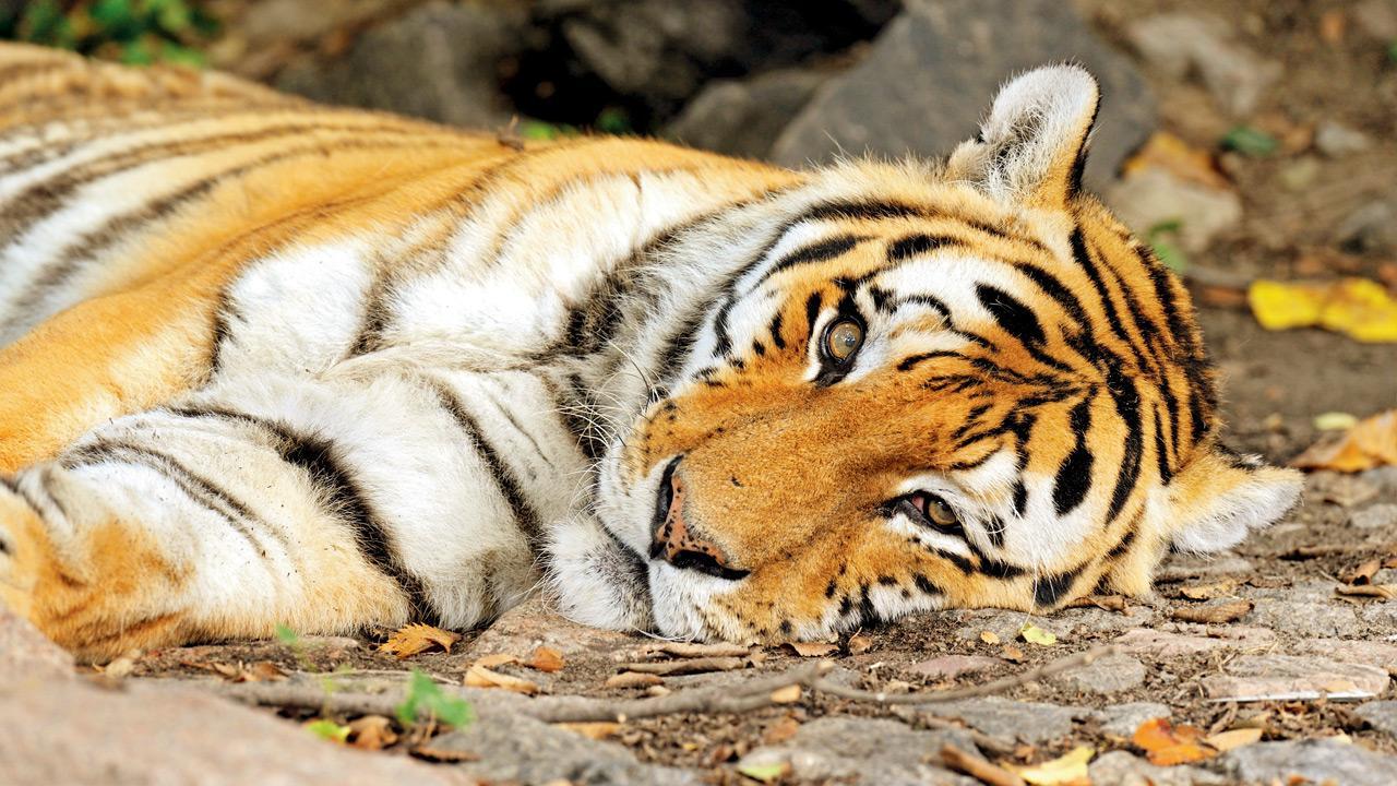 13 tigers dead in 16 days of Jan; 7 in Maharashtra