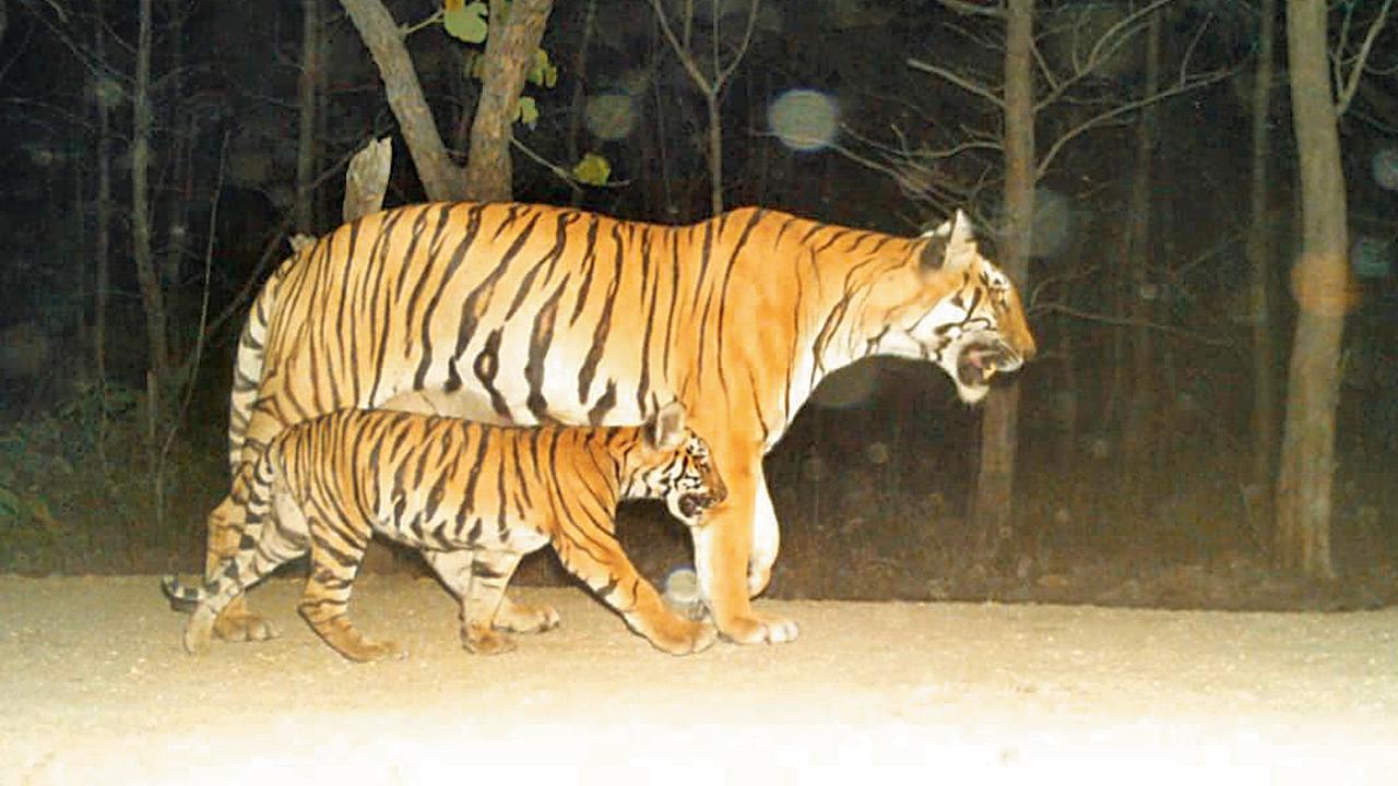 Wandering tiger that walked 500 km goes missing
