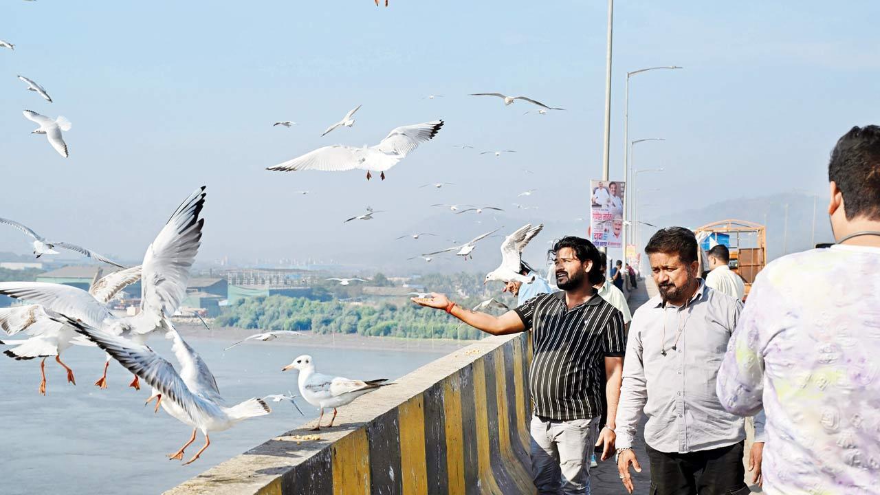 Mumbai: ‘Tourists are feeding junk food to seagulls on Varsova bridge!’