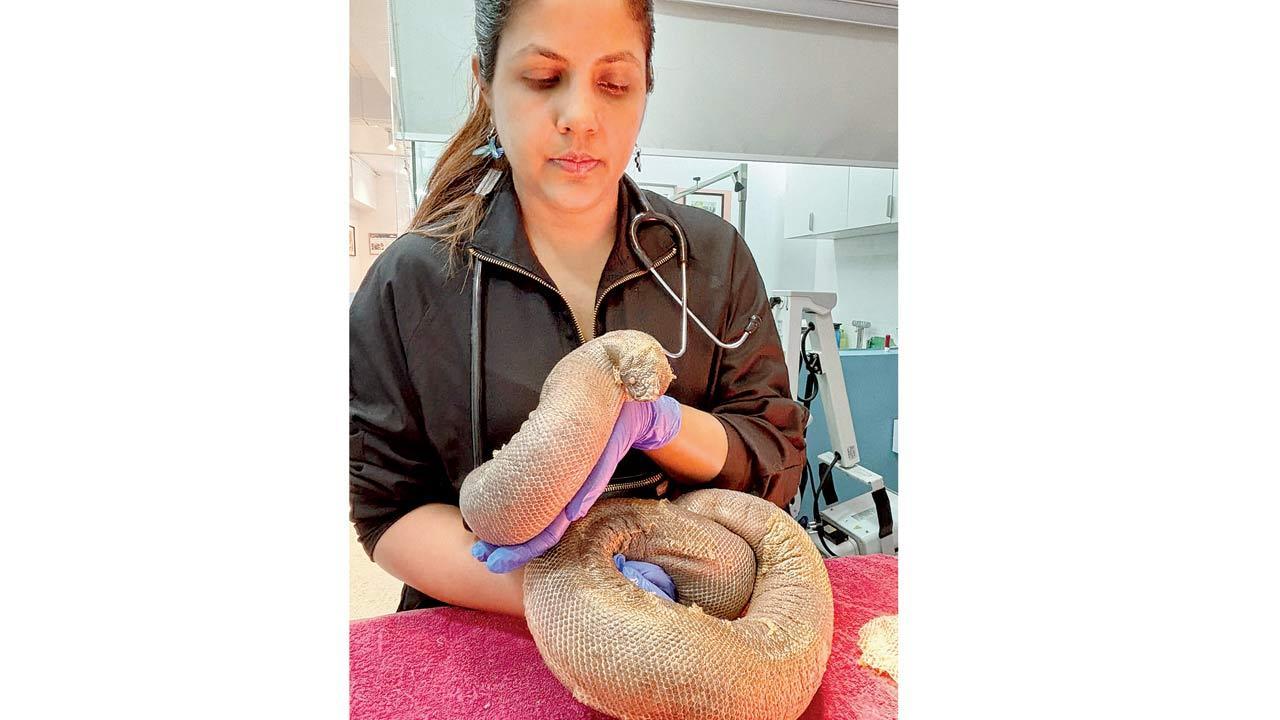 Mumbai: Trafficked red sand boa faces vision loss