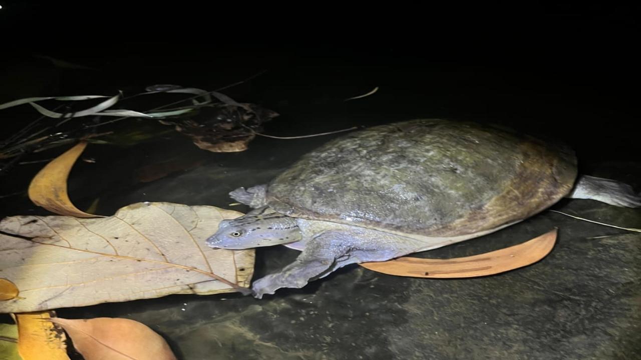 11 turtles rescued from polluted water fountain in Thane 