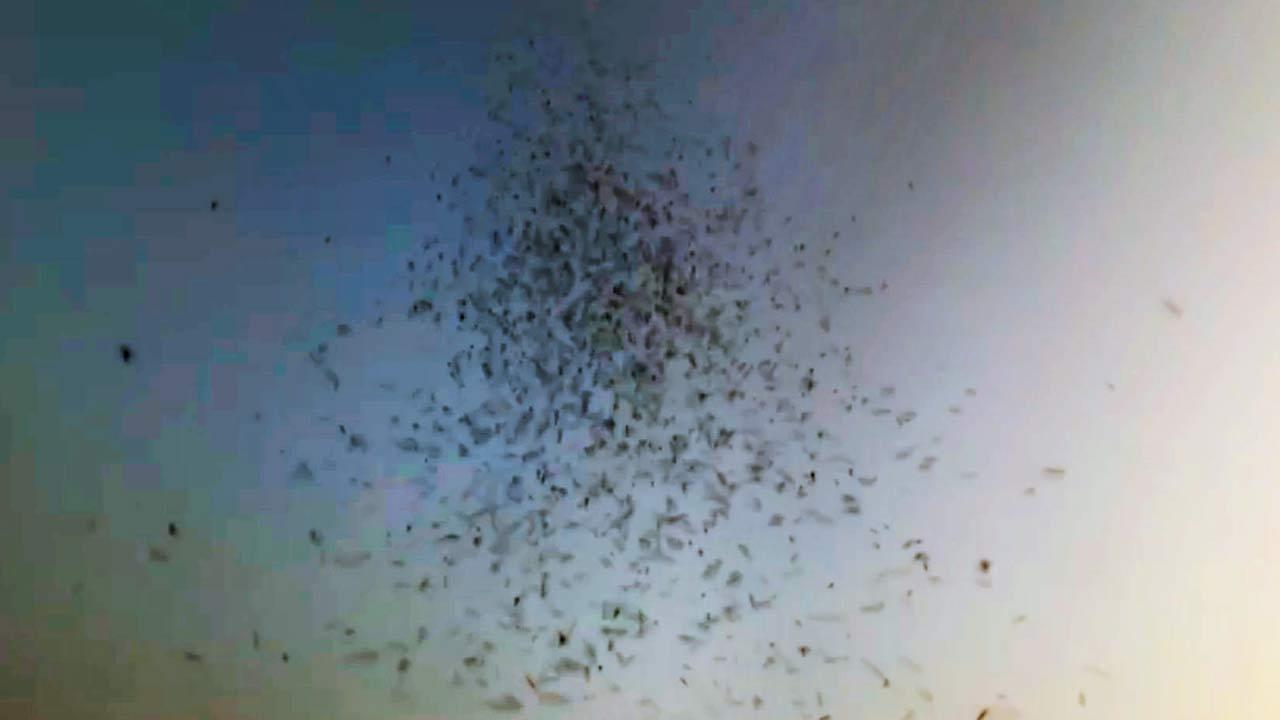 Mosquitoes forcing residents of Vasai-Virar indoors after sunset