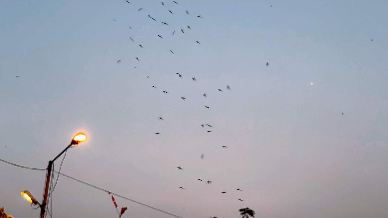 A swarm of mosquitoes can be seen in the area after sunset, forcing residents to stay at home. Pics/Hanif Patel