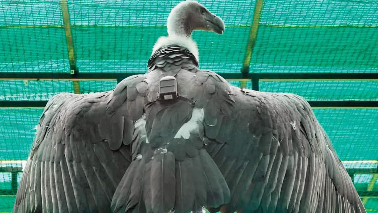 GPS-tagged vulture travels 4000 km from Tadoba sanctuary in Maharashtra to Tamilnadu