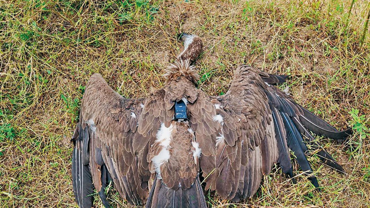 GPS-tagged vulture’s 4,000-km journey ends in tragic electrocution