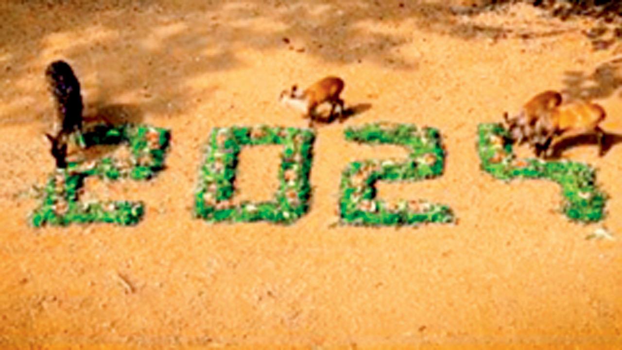 An aerial view of the grass design