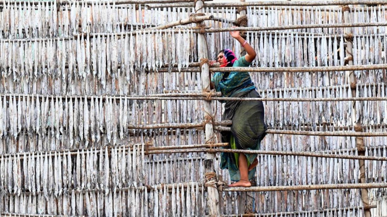 April 2025: Satej Shinde (Mid-day photographer)
Woman worker was seen removing dried fish from the bamboo at Versova Beach, Andheri (West) in Mumbai