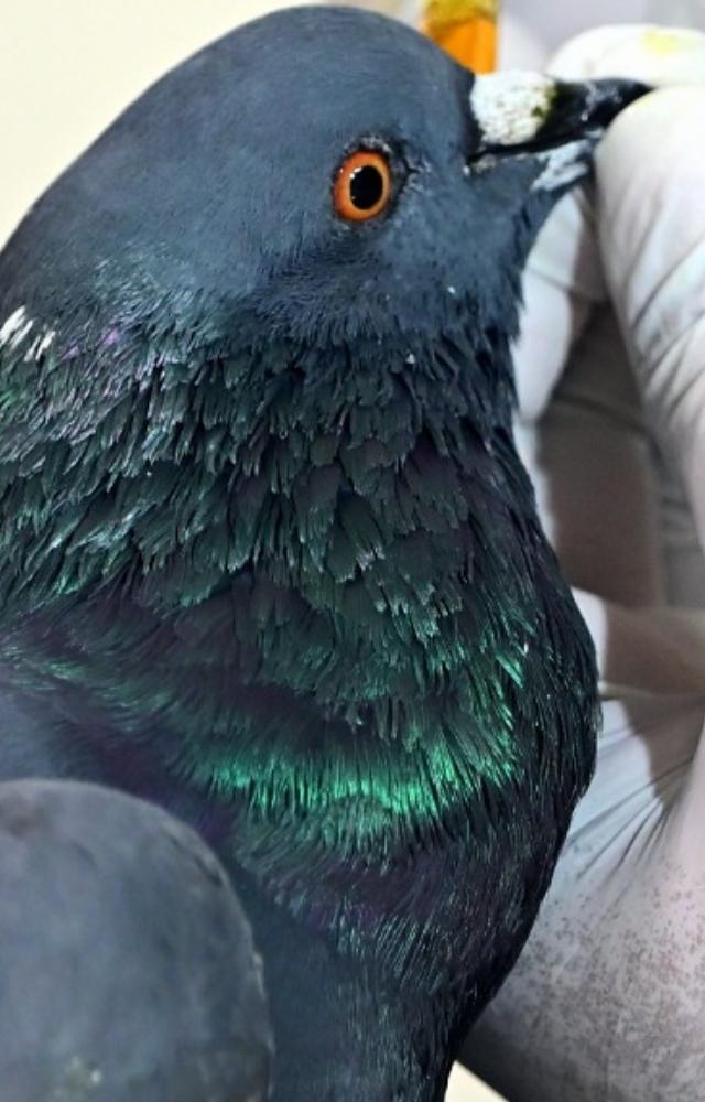 The volunteers were seen working to nurse the injured birds back to health