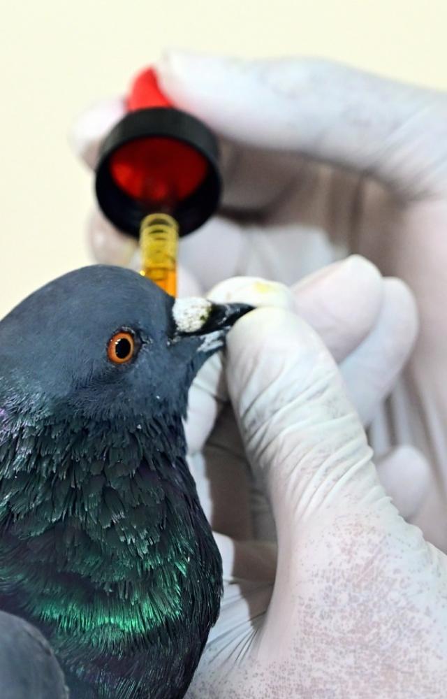 The injured birds were were seen being treated at the Gitanjali Jain Temple in Borivli