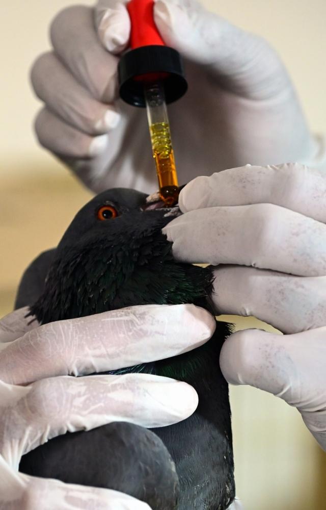 Sharp kite strings that pose a significant threat to the birds
