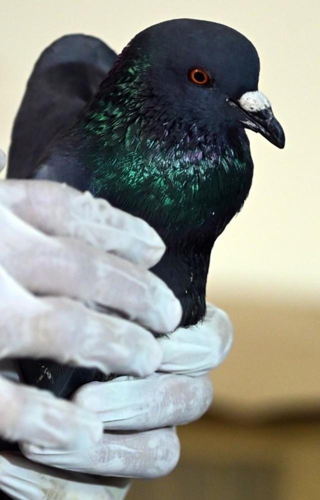 Birds injured during Makar Sankranti celebrations in Mumbai