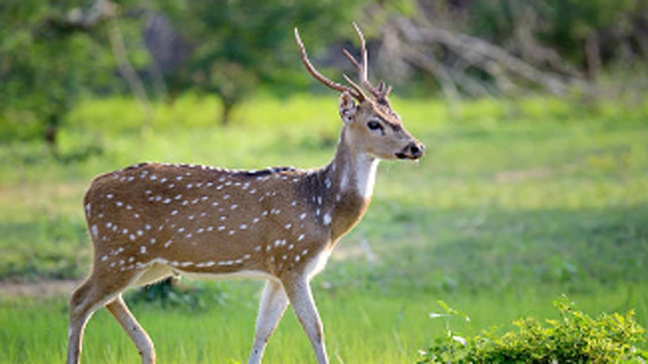 Female Sangai deer dies at Delhi zoo