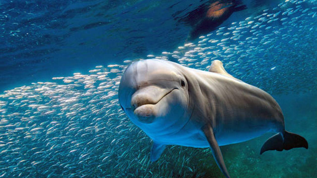 Due to their shallow-water habitat, these dolphins are often seen by fishermen from their boats and shores