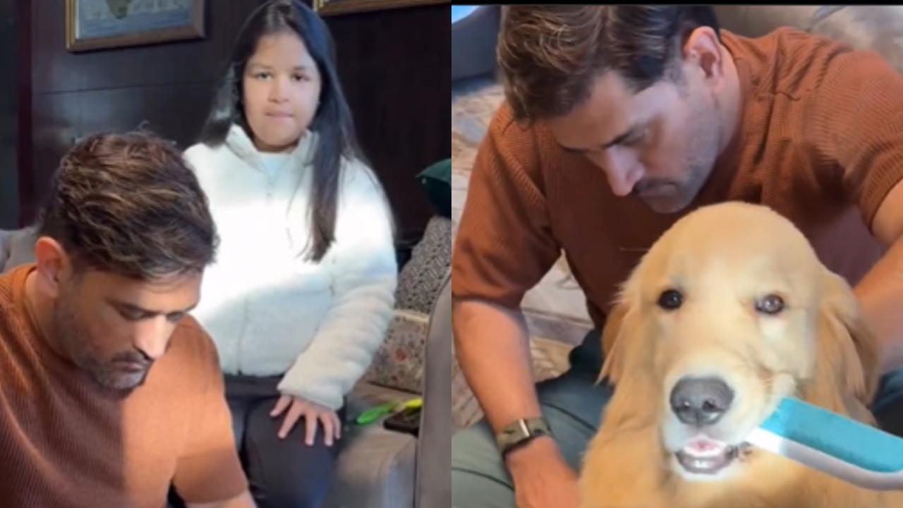Watch: MS Dhoni and daughter Ziva bond over pet grooming in touching 'therapawtic' moment