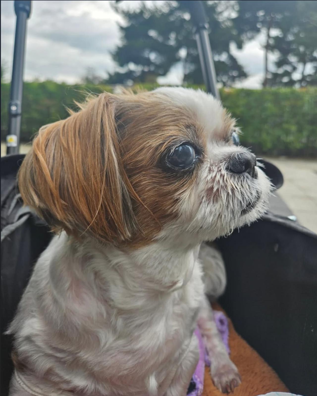 The rapper-singer posted a picture of his dog Mickey.