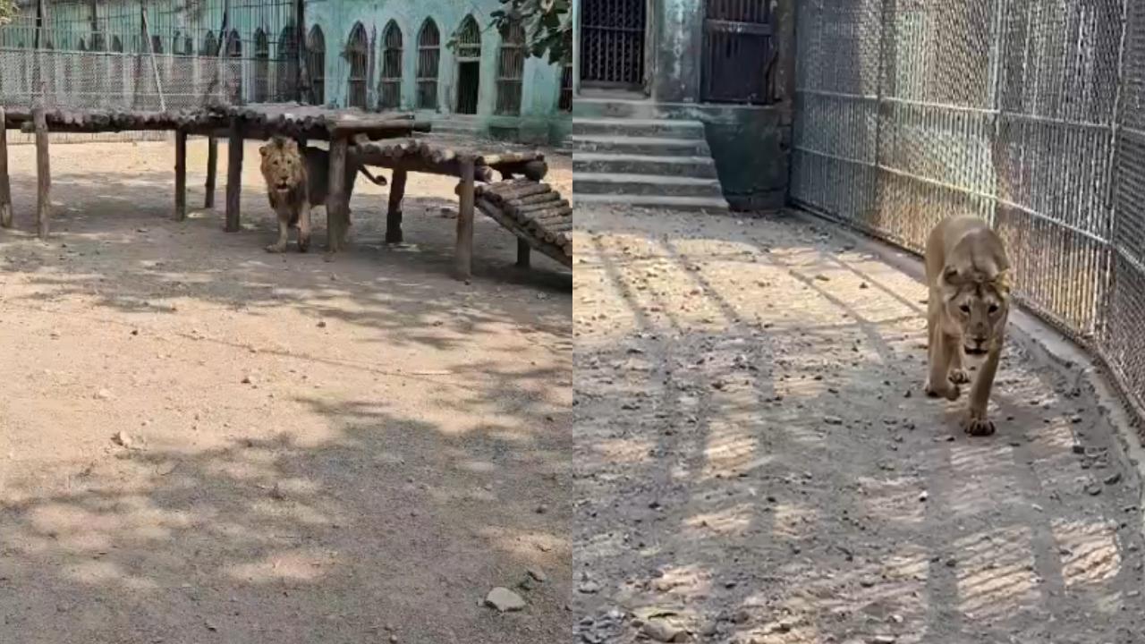 Asiatic lions arrive at Sanjay Gandhi National Park