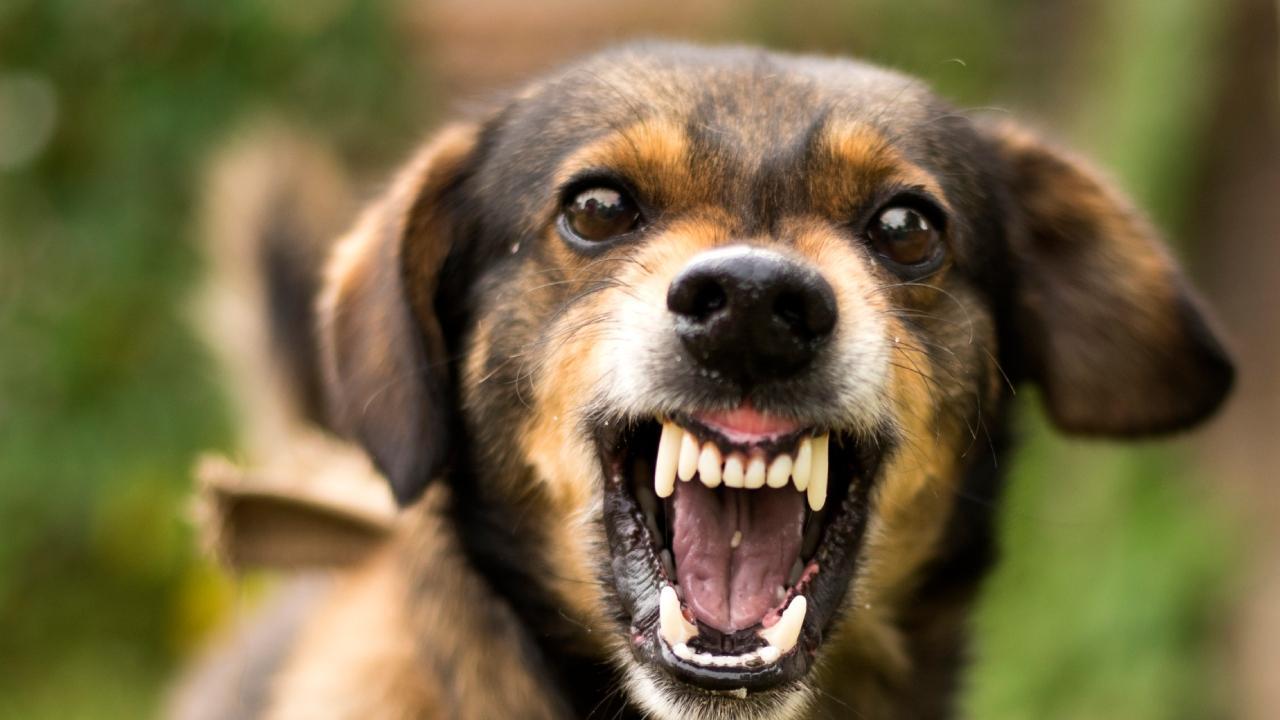 Three in every four animal bites in India due to dogs: Study