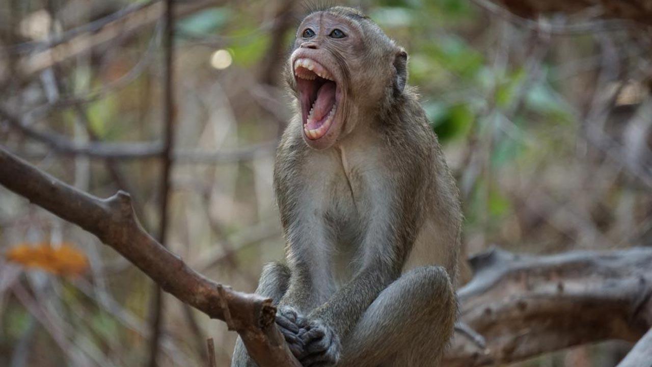 Bihar: Class 10 girl dies after monkey pushes her from rooftop