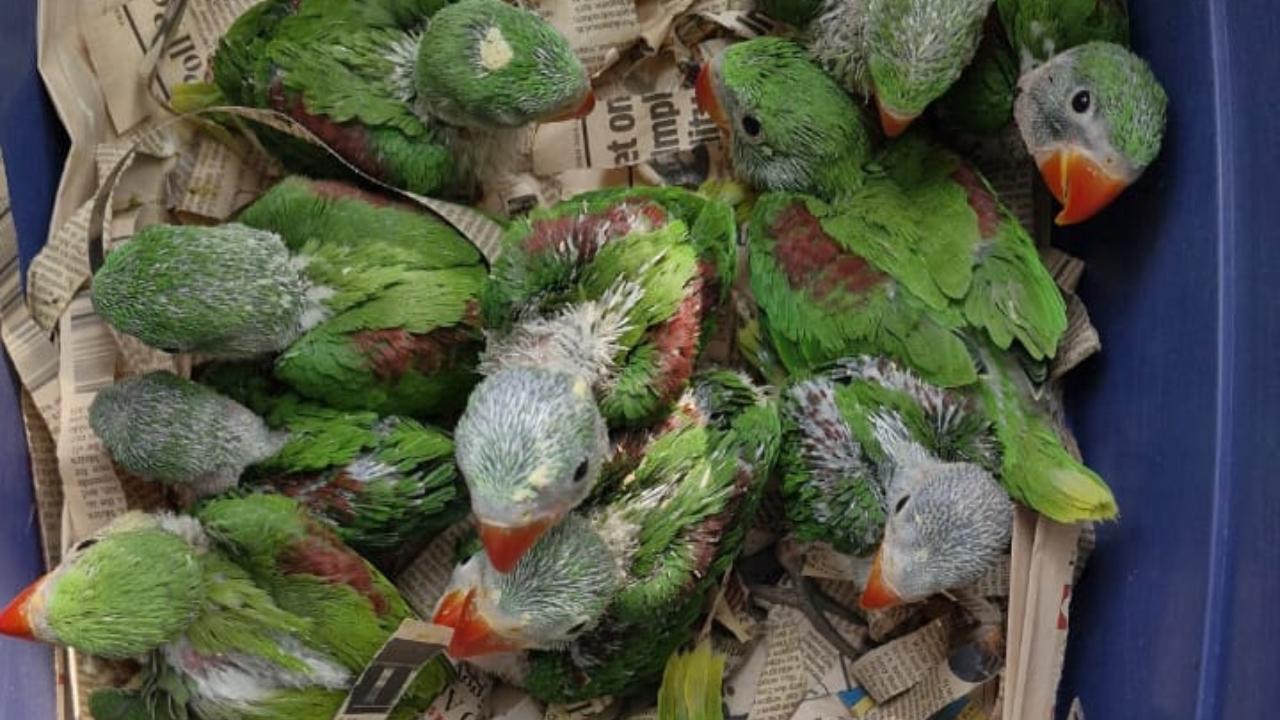 Illegal bird trade busted in Mumbai's Bhandup, 37 Alexandrine parakeets rescued