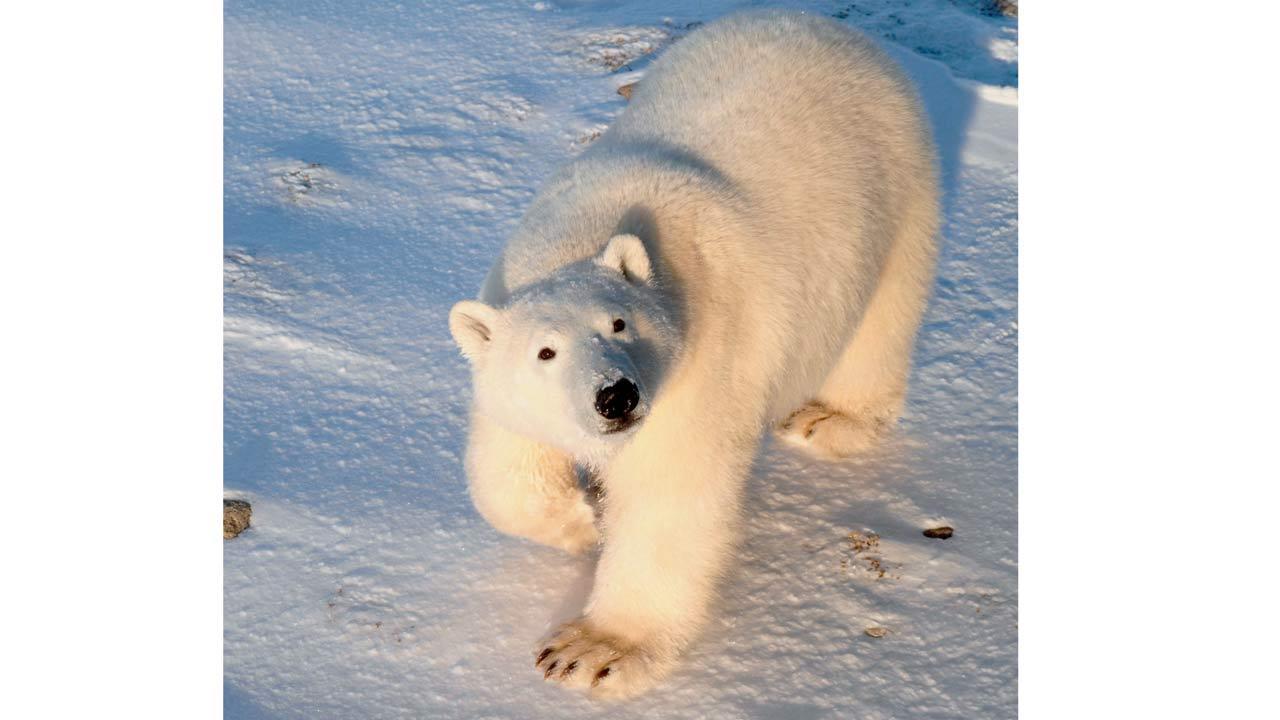 Listen to this podcast to know more about polar bears and how global warming affects them
