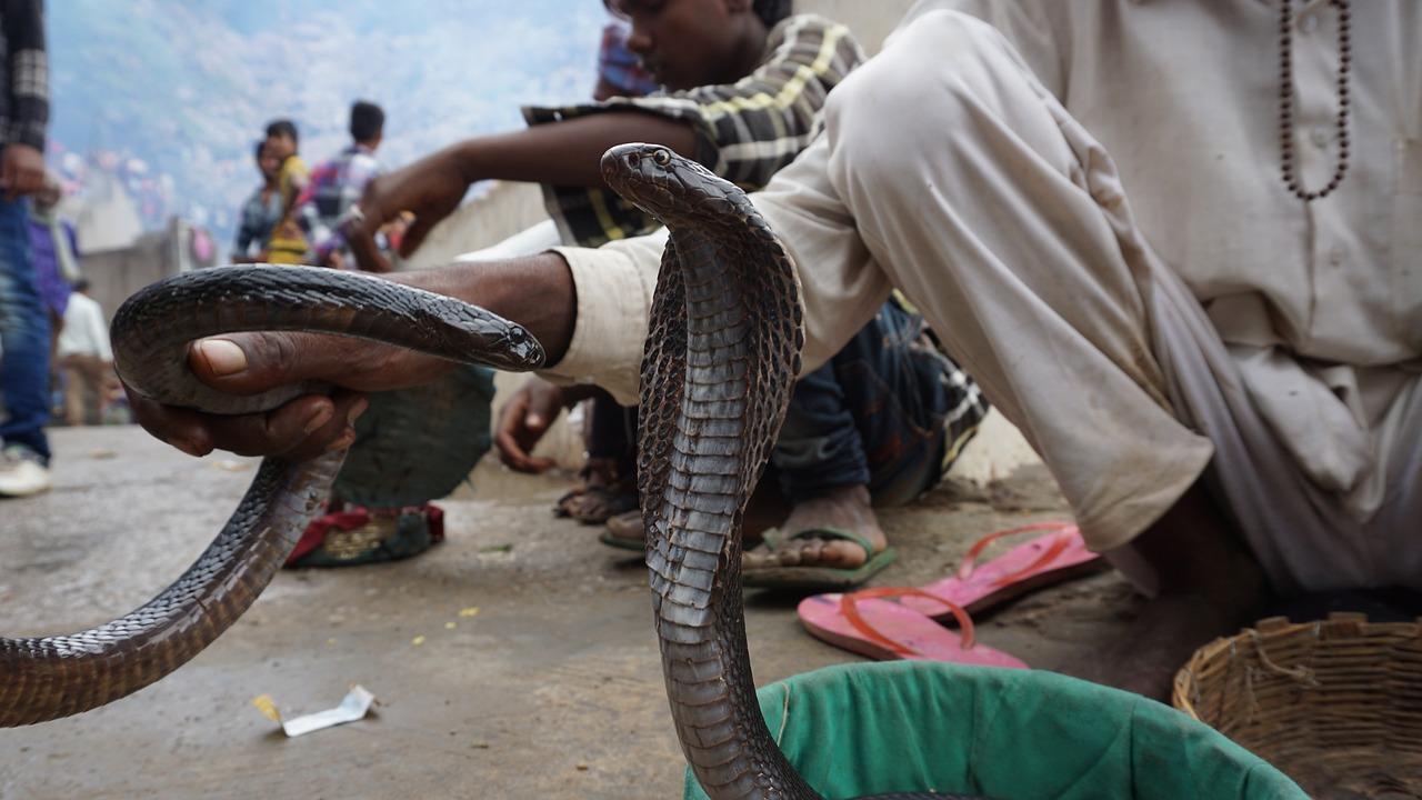 National action plan aims to strengthen rural hospitals in India's fight against snakebite crisis