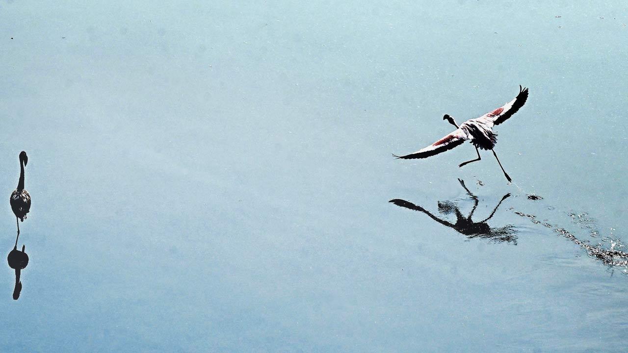 In Photos: Flamingo migration graces Mumbai
