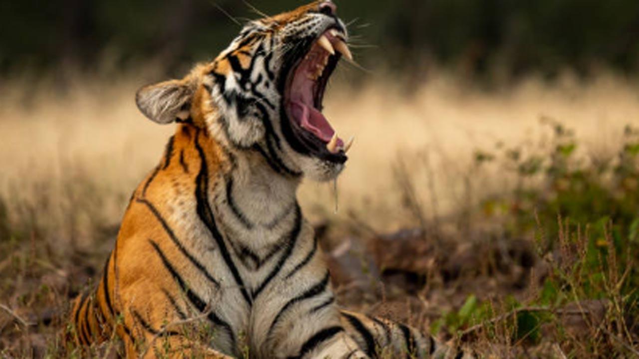 Kerala govt imposes curfew in Mananthavady after fatal tiger attack on woman