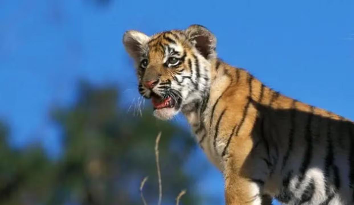 Tiger cub found dead near village in Gondia forest range in Maharashtra