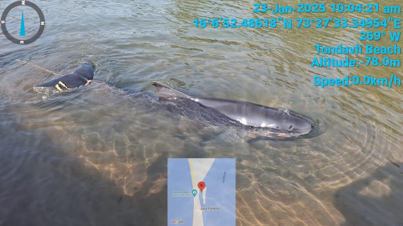 Dwarf sperm whale rescued after stranding in Sindhudurg district