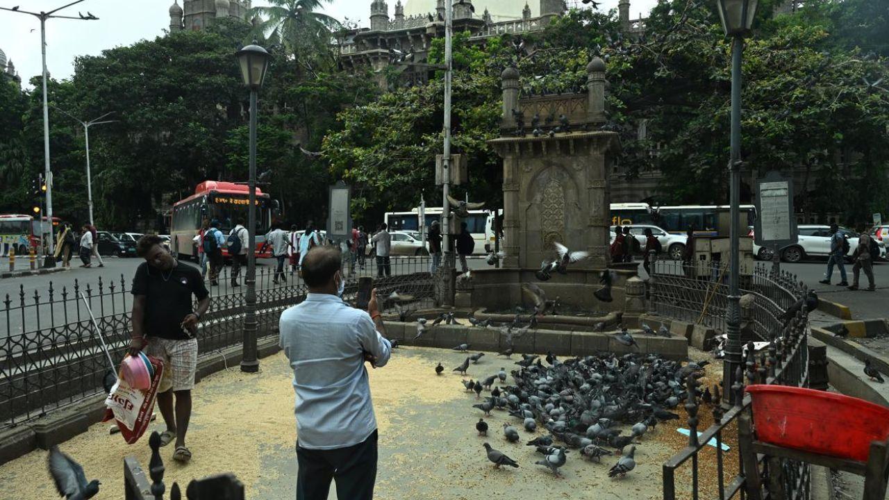 In Photos: People continue to feed pigeons, despite the Maharashtra government`s