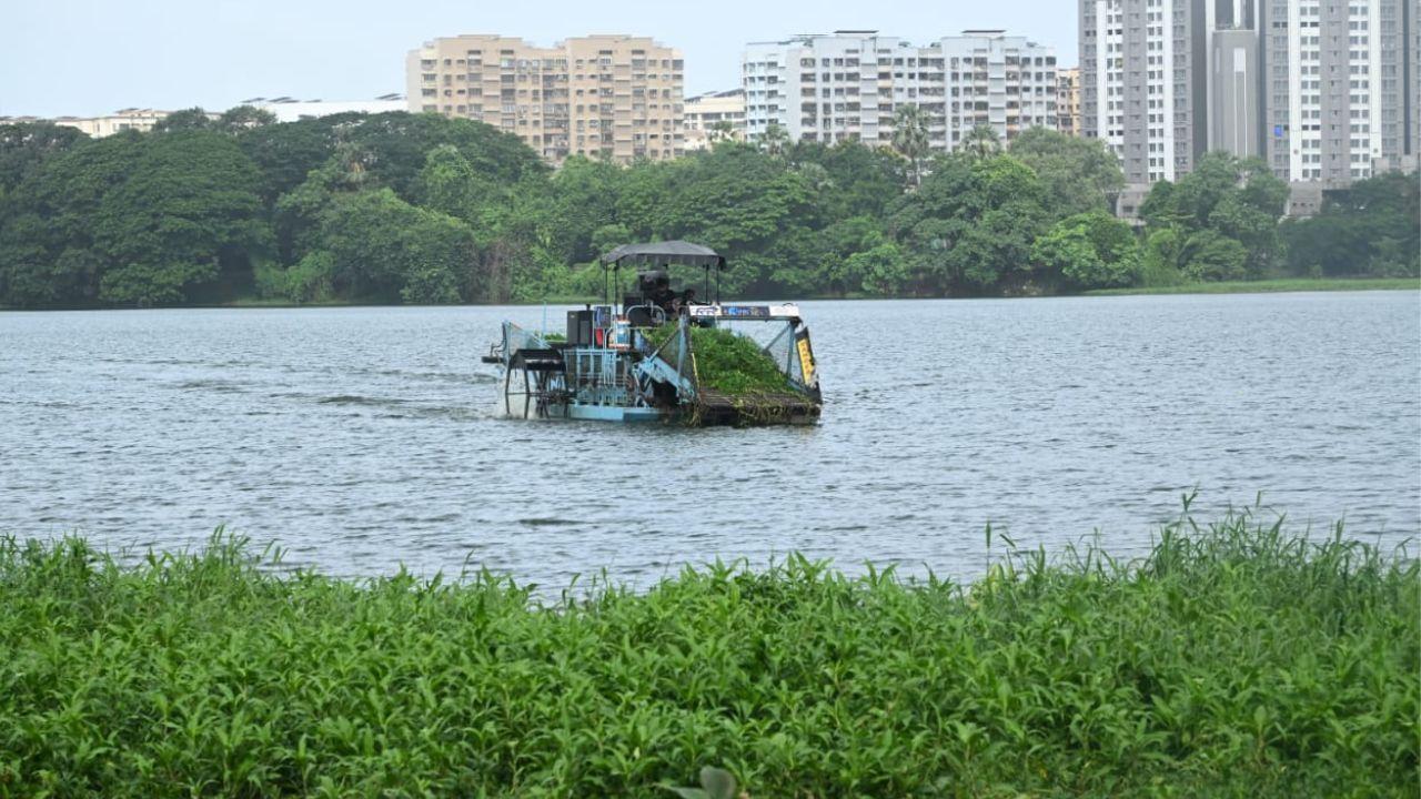 In Photos: BMC contract workers remove water hyacinth from Powai Lake